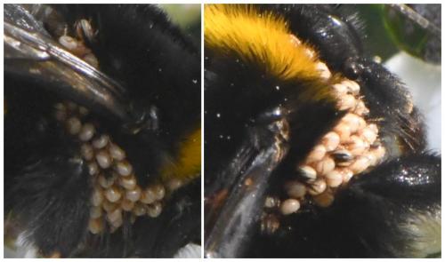 Bombus sp.